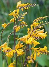 X 100 CROCOSMIA GEORGE DAVISON