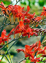 X 100 CROCOSMIA LUCIFER