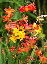 X 100 CROCOSMIA MIX
