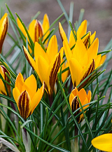 X 100 CROCUS ANGUSTIFOLIUS