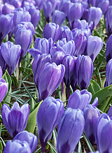 X 100 CROCUS BLUE OCEAN