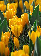 X 100 CROCUS GOLDEN YELLOW