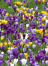 X 100 CROCUS GROOTBLOEMIG GEMENGD