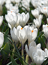 X 100 CROCUS JEANNE DARC