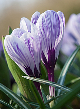 X 100 CROCUS PICKWICK
