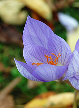X 100 CROCUS SATIVUS