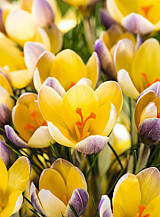 X 100 CROCUS SPECIE CHR. ADVANCE