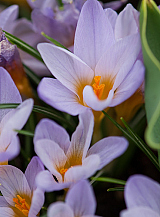 X 100 CROCUS SPECIE ETR. ROSALIND