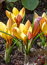 X 100 CROCUS SPECIE FUSCOTINCTUS