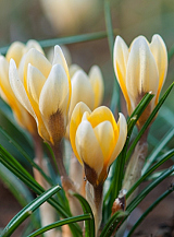X 100 CROCUS SPECIE ROMANCE