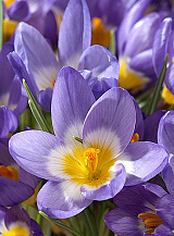 X 100 CROCUS SPECIE SIEBERI TRICOLOR