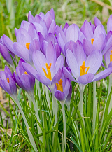 X 100 CROCUS SPECIE TOM. WHITEWELL PURPLE