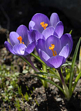 X 100 CROCUS SPECIE TOMMASINIANUS