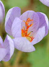 X 100 CROCUS SPECIOSUS CONQUEROR
