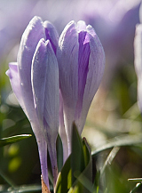 X 100 CROCUS VANGUARD