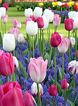 X 100 DANCING TULIPS