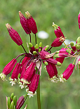 X 100 DICHELOSTEMMA IDA-MAIA