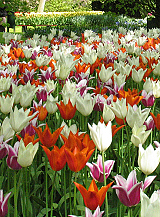 X 100 ELEGANT LILIES