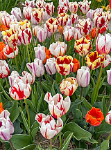 X 100 FLAMING BEAUTY MIX