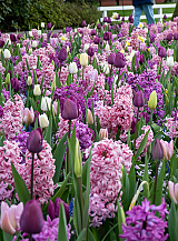 X 100 FRAGRANT SURPRISE