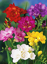 X 100 FREESIA DUBBEL MIX