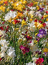 X 100 FREESIA ENKEL MIX