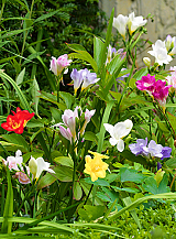 X 100 FREESIA ENKEL MIX