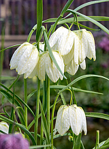 X 100 FRITILLARIA MELEAGRIS ALBA