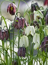 X 100 FRITILLARIA MELEAGRIS MIX
