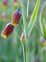X 100 FRITILLARIA SPECIES UVA-VULPIS