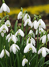 X 100 GALANTHUS ELWESII