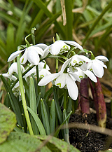 X 100 GALANTHUS FLORE PLENO
