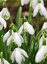 X 100 GALANTHUS NIVALIS