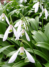 X 100 GALANTHUS WORONOWII