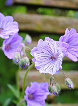 X 100 GERANIUM TUBEROSUM