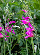 X 100 GLADIOLUS BYZANTINUS