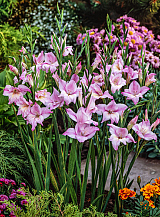 X 100 GLADIOLUS CHARMING LADY