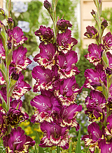 X 100 GLADIOLUS COLOUR CLUB