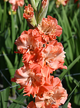 X 100 GLADIOLUS CORAL CRUSH