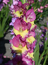 X 100 GLADIOLUS EXTRAVERT