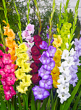 X 100 GLADIOLUS GROOTBLOEMIG MIX