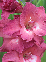 X 100 GLADIOLUS INDIAN SUMMER