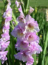 X 100 GLADIOLUS MAGENTA PRINCESS