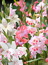 X 100 GLADIOLUS NANUS MIX