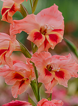 X 100 GLADIOLUS NATHALIE
