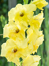 X 100 GLADIOLUS NOVA LUX