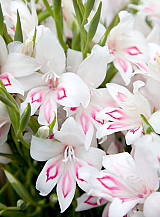 X 100 GLADIOLUS NYMPH