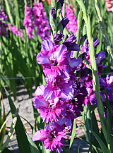 X 100 GLADIOLUS PURPLE ART