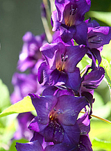 X 100 GLADIOLUS PURPLE FLORA