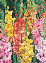 X 100 GLADIOLUS RUFFLED MIX